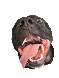 Tongue Out Derp Face Sticker by Bastian the Talking Terrier