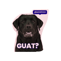 Dog What Sticker by Movet