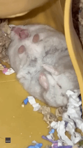 Missing Its Wheel? Hamster Owner Spots Pet 'Running in Her Sleep'
