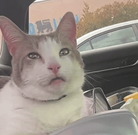 Cat Eyes GIF