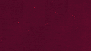 Kaya Acsparta GIF by AC Sparta Praha