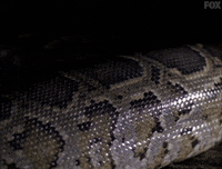 x files GIF by The X-Files