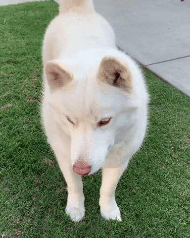 Dog What GIF