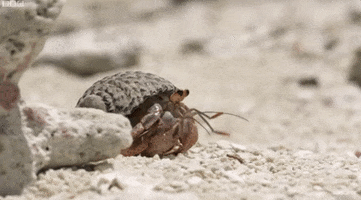 crab hermit crab GIF