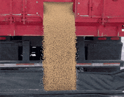 seed being removed from truck into bin