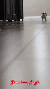 GrandmaLucys dog treats slowmo cavalier GIF