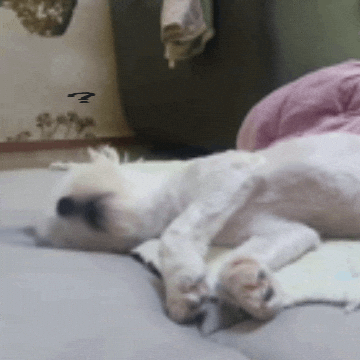 Puppy Zzz GIF
