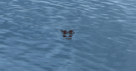 alligator gator GIF by University of Florida