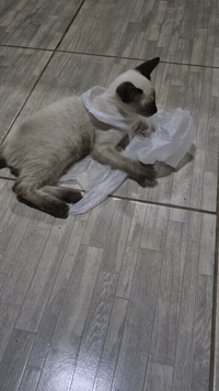 Cat F GIF