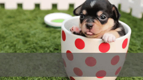 CyberMall giphygifmaker GIF