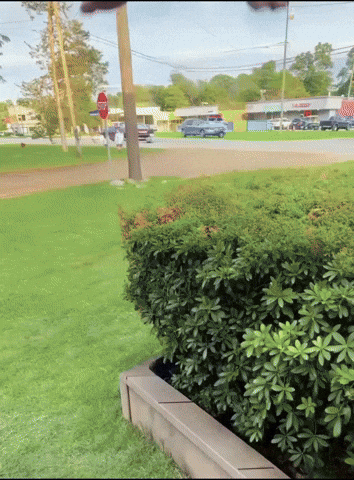 Bobby Lee Asian Dad GIF