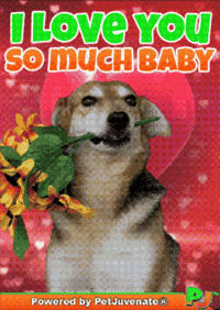 Valentines Day Love GIF by PetJuvenate - PJ