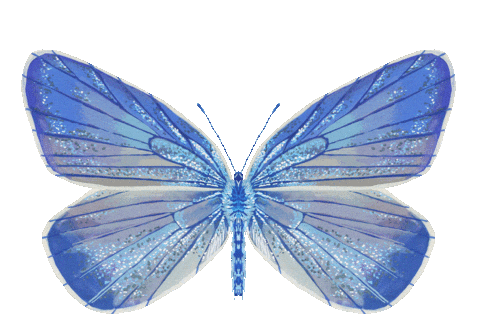 Illustration Butterfly Sticker