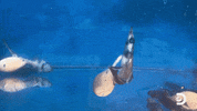 First Contact Alien Shark GIF by Shark Week