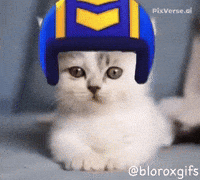 Dance Dancing GIF