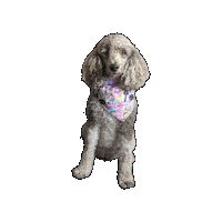 Soda Pop Sticker by Geekster Pets