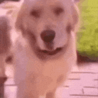 Scared Dog GIF