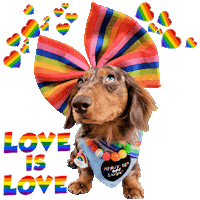 Love Is Love Rainbow Sticker by Pimp Yo Pets