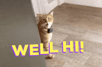 Cat Hello GIF by jOnNy'S wOrLd