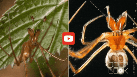 GIF by KQEDScience