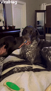Sleeping Dogs GIF by ViralHog