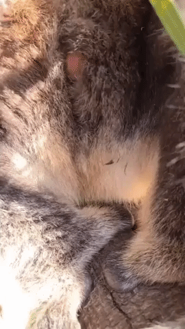 Hello World: Koala Joey Emerges From Mum's Pouch for First Time