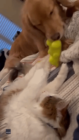 Cat Grabs Golden Retriever's Face 