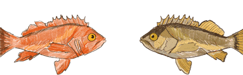 Fish Fishing Sticker by Positively Groundfish