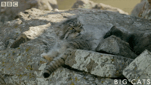 big cat bbcbigcats GIF by BBC