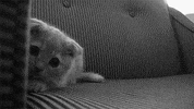 cat GIF