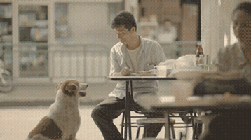 dog begs GIF