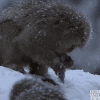 Digging Bbc Earth GIF by BBC America