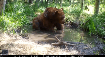 Bear Naps in Pond to Cool Off as Temperatures Soar in California