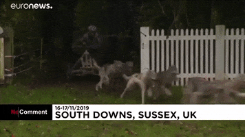 Sled Dogs GIF by euronews
