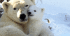Polar Bears Bear GIF