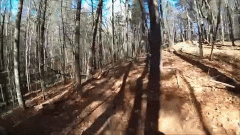 sorry forest GIF