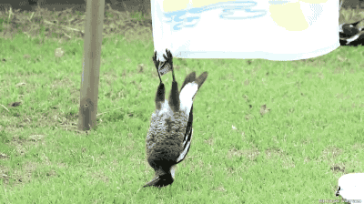 bird GIF