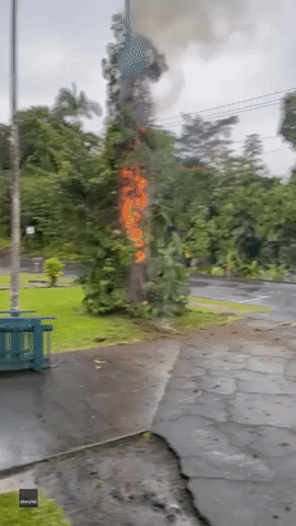 Lightning Sets Tree Ablaze on Hawaii's Big Island