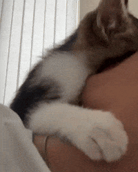 Cat Kitty GIF