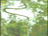 flying snake GIF