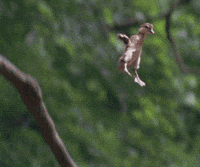 planet earth duck GIF by Head Like an Orange