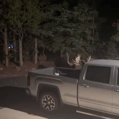Moose Battle It Out in Colorado Driveway