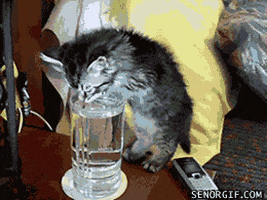 cat drinking GIF by Cheezburger