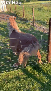 Shetland Pony Twerks on Fence