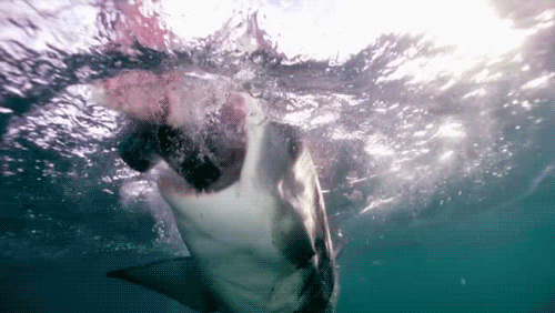 shark week ocean GIF