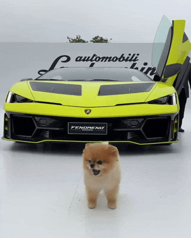 Pomeranian Omg GIF