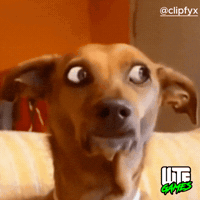 Shocked Dog GIF by WTF Leagues