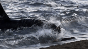 symphony for our world GIF by Nat Geo Wild 