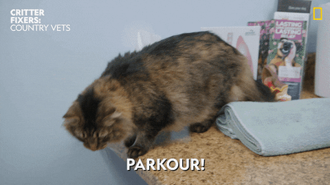 National Geographic Vet GIF by Nat Geo Wild