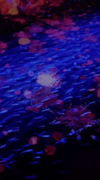 lij92500 japan aesthetic colorful fish GIF